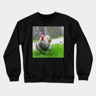 Cochin chicken on green grass looking at camera Crewneck Sweatshirt